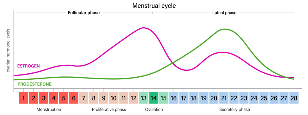 Insulin Resistance During a Luteal Phase in women with T1D