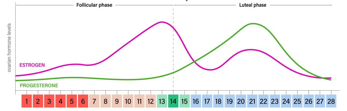 Insulin Resistance During Menstrual Cycle in Women with T1D