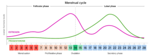 Insulin Resistance During Menstrual Cycle in Women with T1D