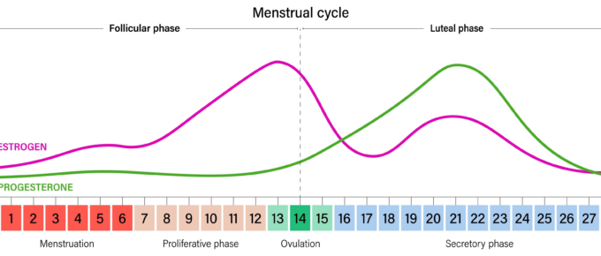 Insulin Resistance During Menstrual Cycle in Women with T1D
